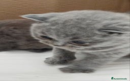 Británico de Pelo Corto Azul gatos en venta: British Shorthair super bonitos - Imagen 3