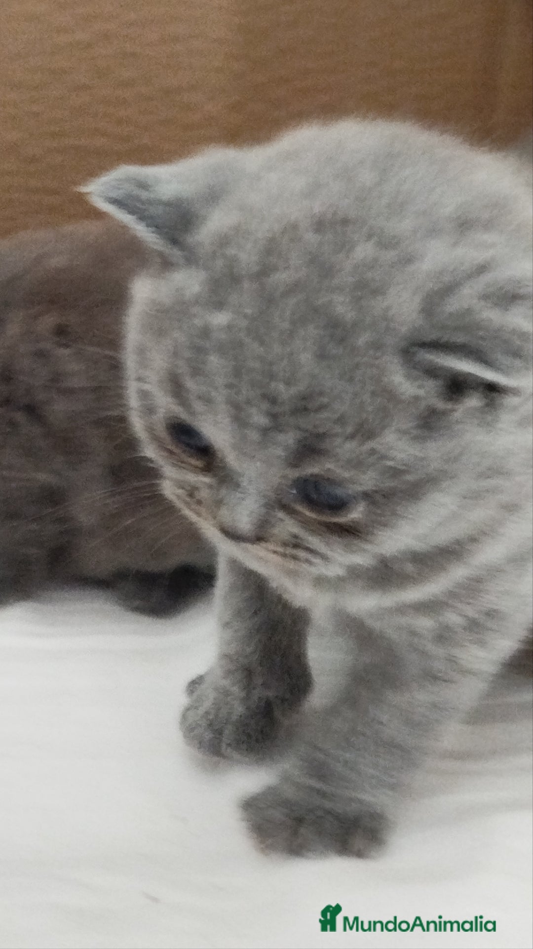 Británico de Pelo Corto Azul gatos en venta: British Shorthair super bonitos - Imagen 3