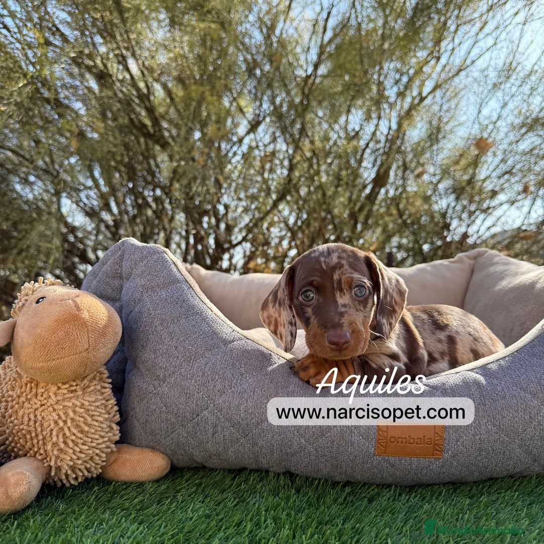Teckel Miniatura perros en venta: TECKEL ARLEQUIN CHOCOLATE - Imagen 5