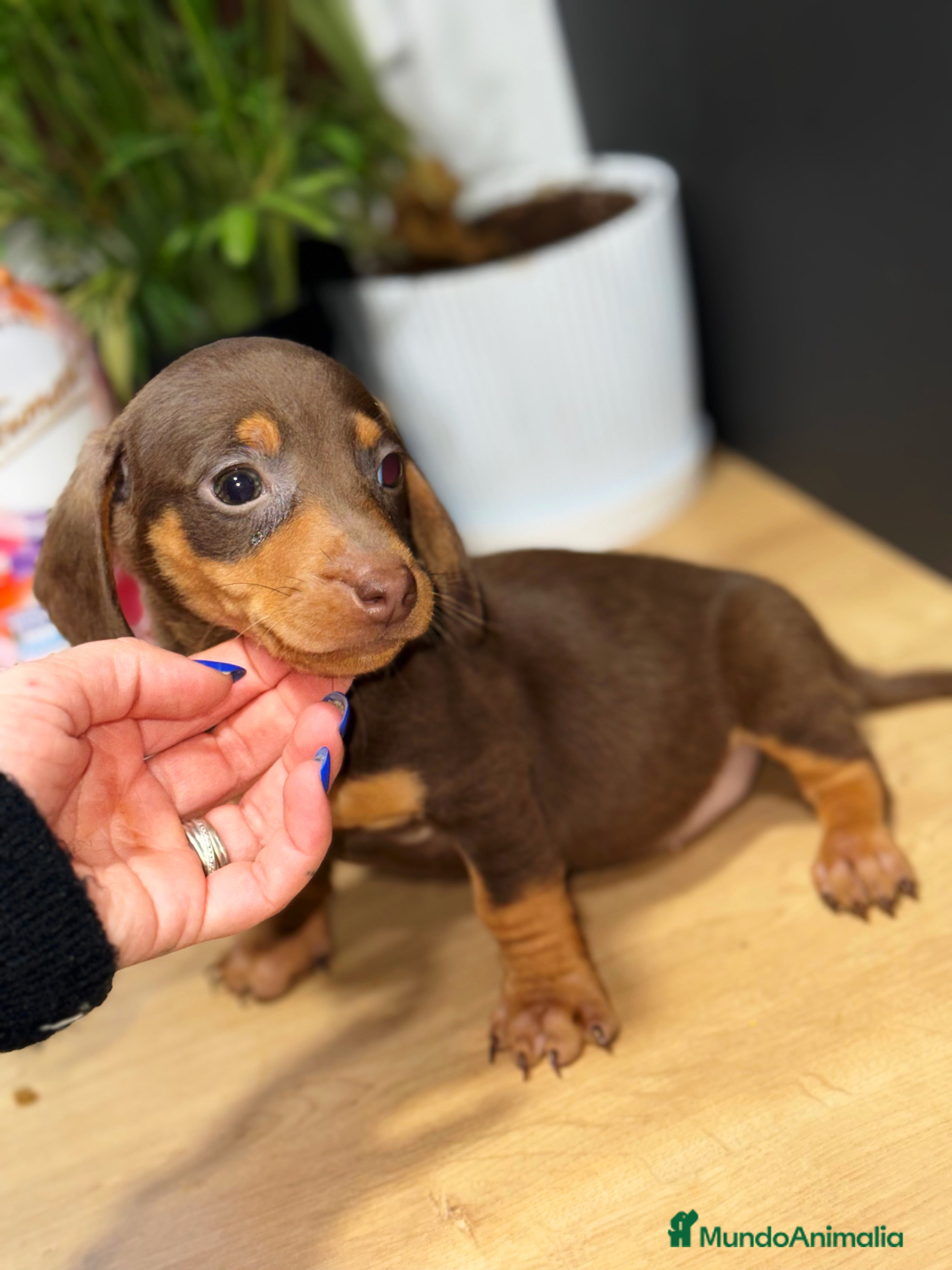 Teckel Miniatura perros Teckel hembra mini chocolate  - Anuncio 1