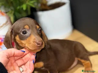 Teckel Miniatura perros Teckel hembra mini chocolate - Anuncio 1