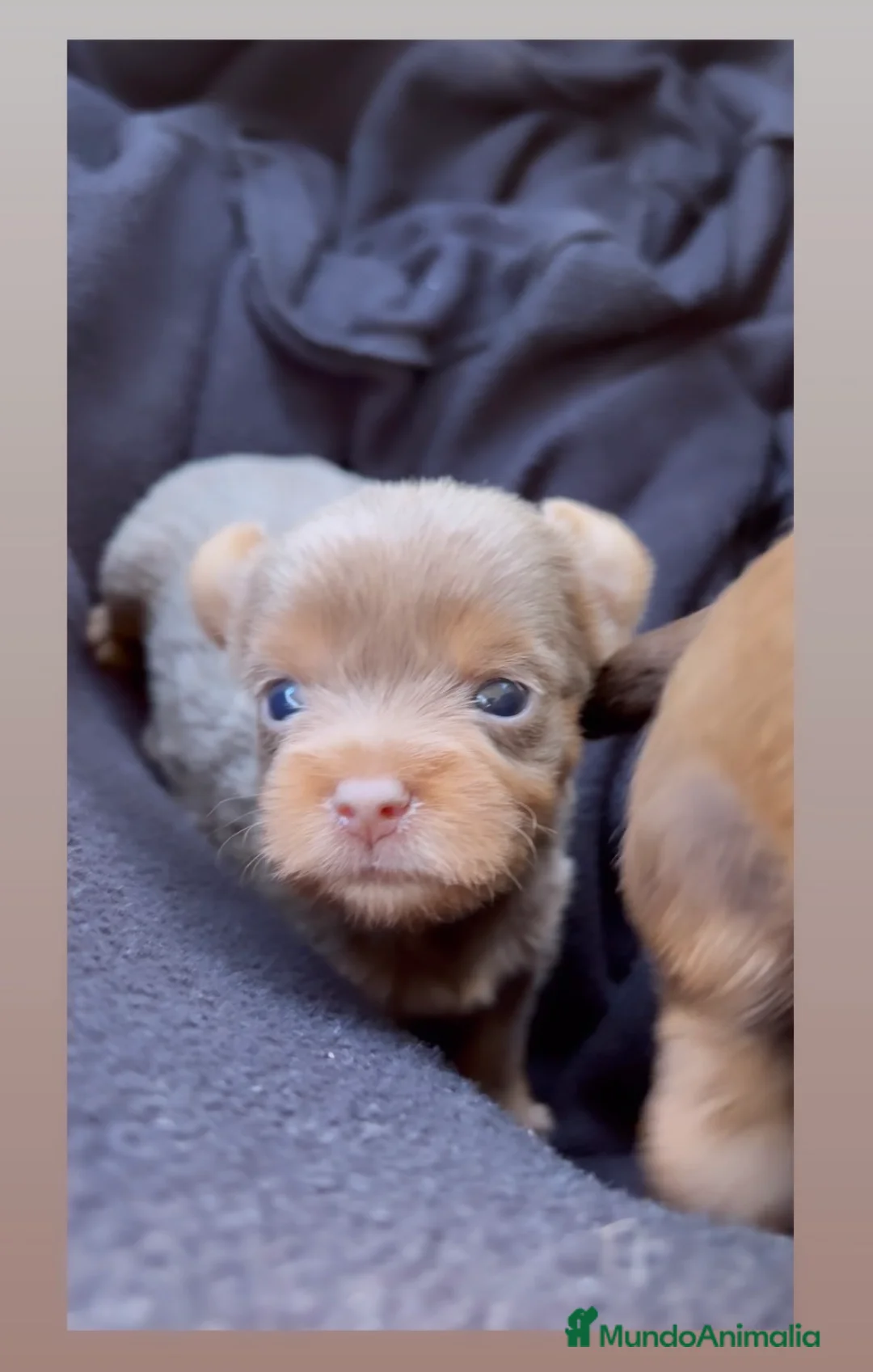 Yorkshire Terrier perros en venta: YORKSHIRE MINI DISPONIBLES  - Anuncio 4