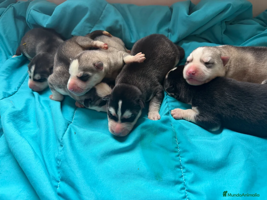 Husky Siberiano perros en venta: Husky - Anuncio 2