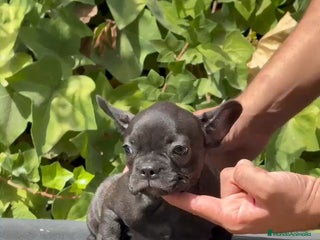 Bulldog Francés perros - Anuncio 38