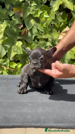 Bulldog Francés perros - Anuncio 8