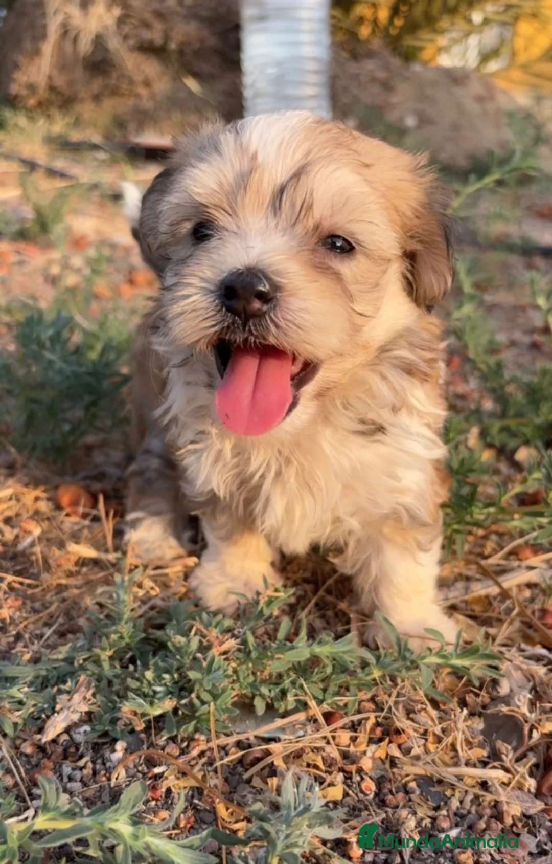 Morkie perros en venta: MORKIE, BICHON MALTÉS X YORKSHIRE  en Murcia - Anuncio 2
