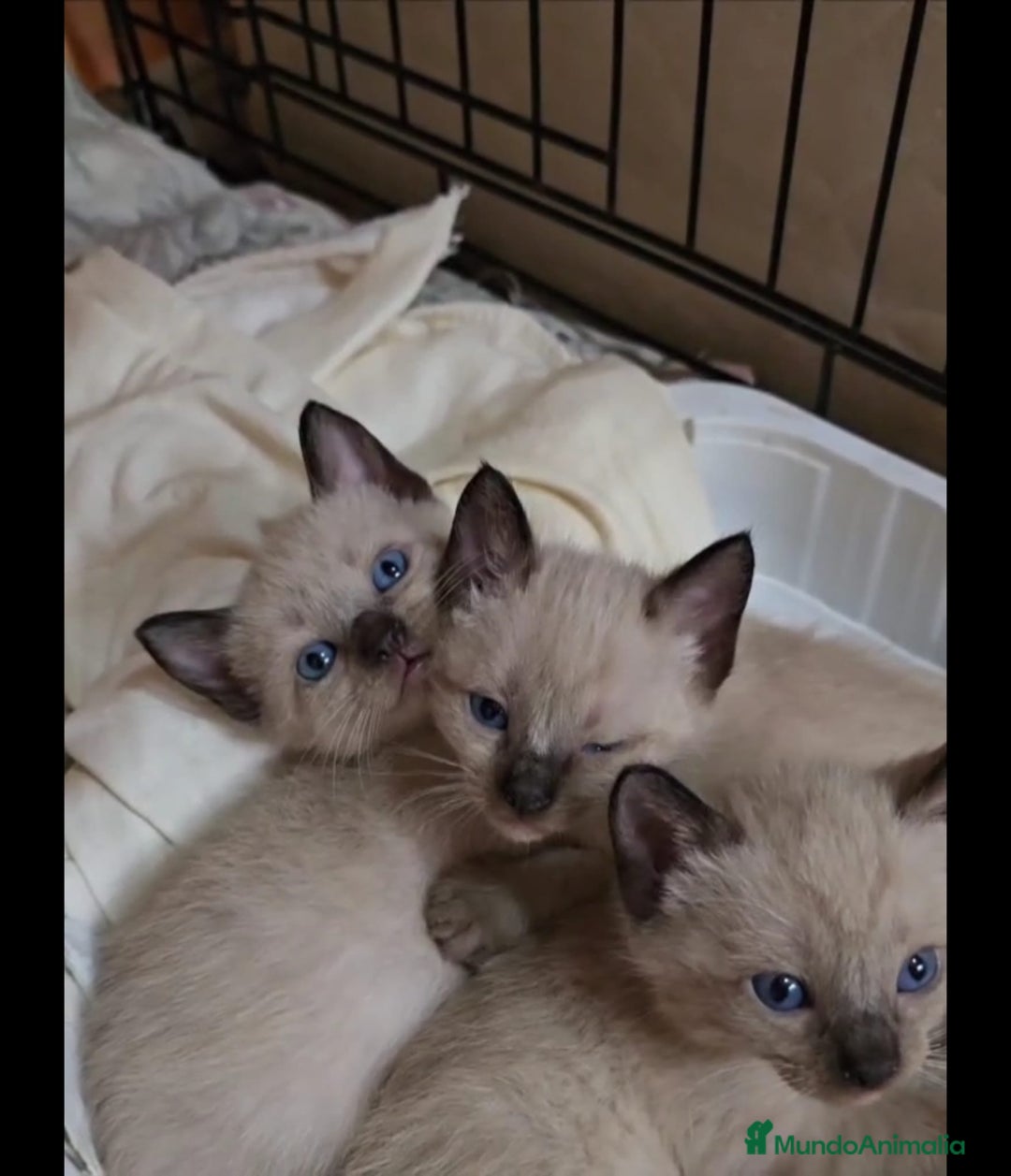 Siamés gatos en venta: Siamés  - Imagen 4