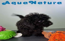 Caniche Toy perros en venta: Caniche Hembra CJMM 4170 AQUANATURA - Imagen 7
