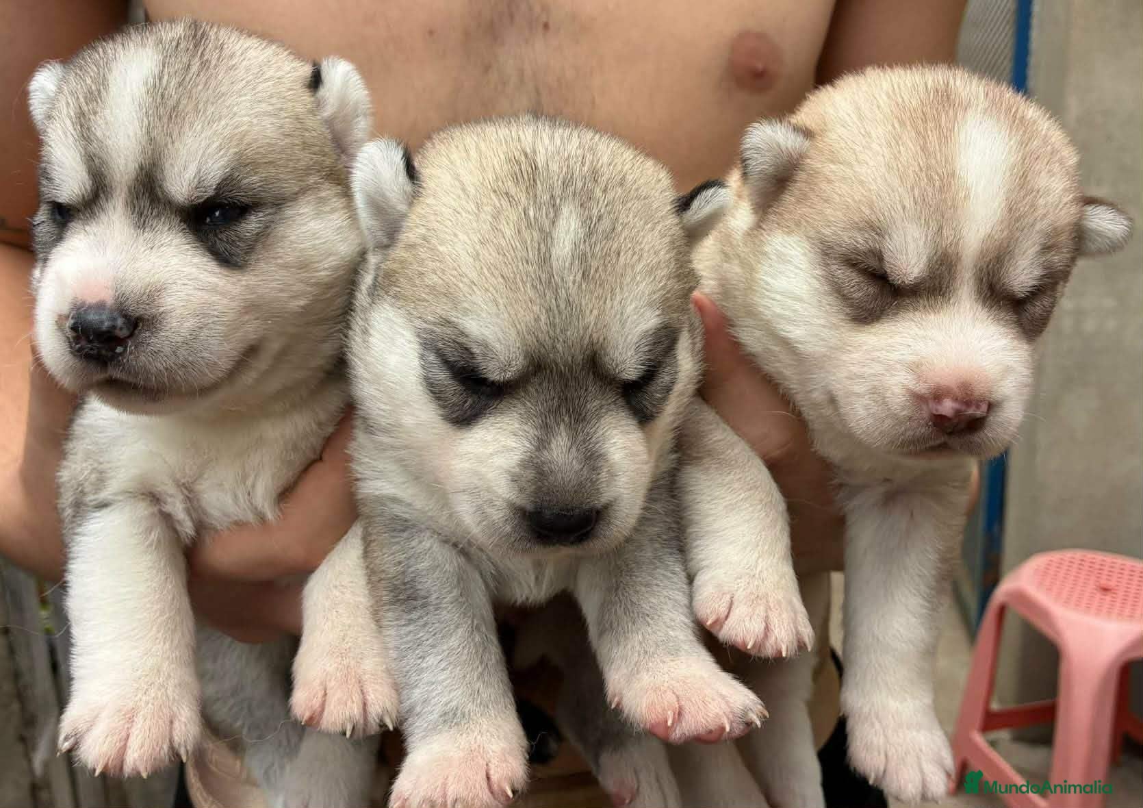 Husky Siberiano perros Siberian husky camada - Anuncio 1