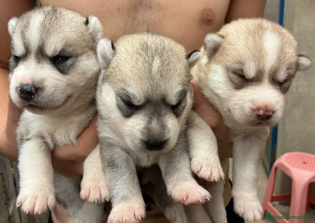 Husky Siberiano perros en venta: Siberian husky camada - Anuncio 1