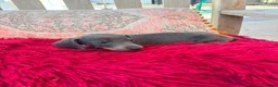 Teckel Miniatura perros en venta: Teckel kaninchen  - Anuncio 12