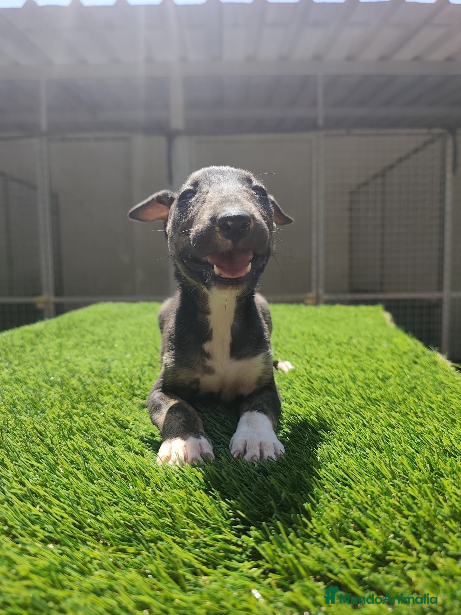Bull Terrier perros en venta: Bull Terrier  - Anuncio 2