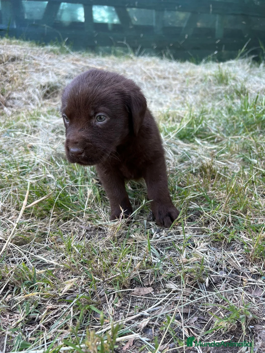 Pastor Belga Malinois perros en venta: Labrador retriever   - Anuncio 2