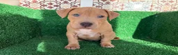 American Pit Bull Terrier perros en venta: pitbull - Anuncio 18