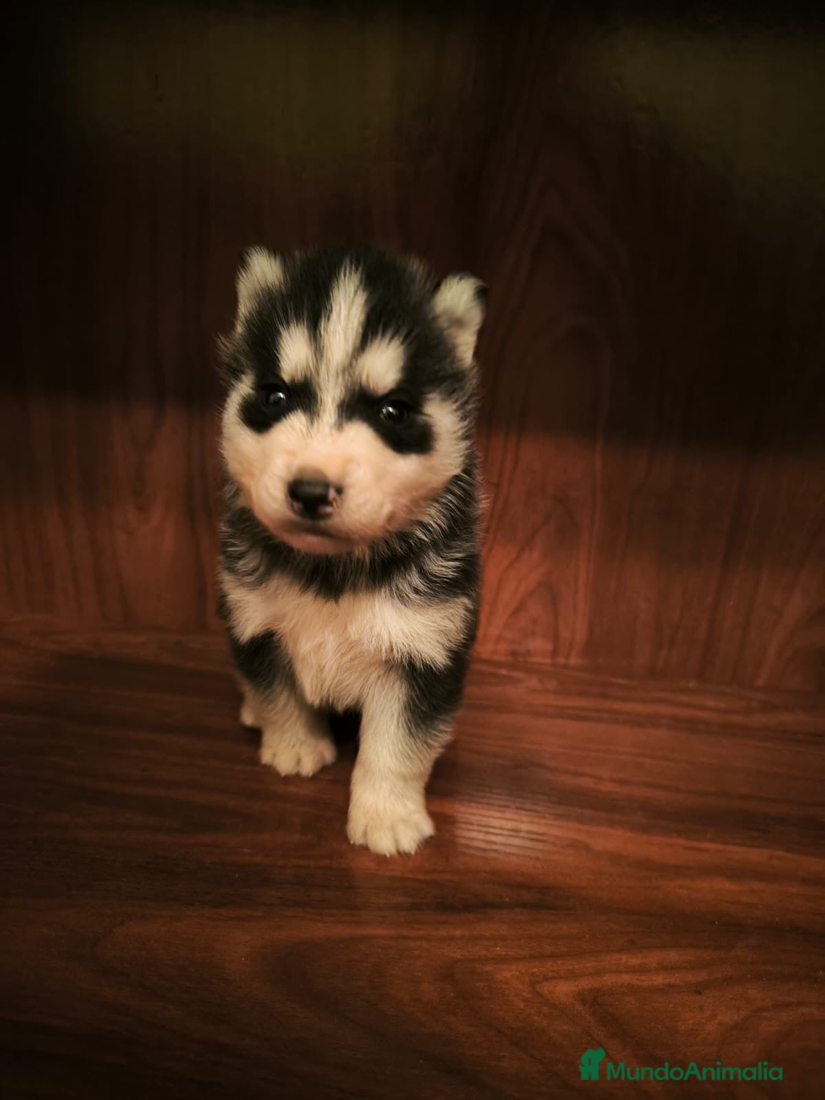 Husky Siberiano perros Husky  - Anuncio 1