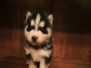 Husky Siberiano perros Husky - Anuncio 3