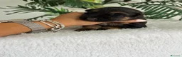 Pastor Alemán perros en venta: PASTOR ALEMAN - Anuncio 7