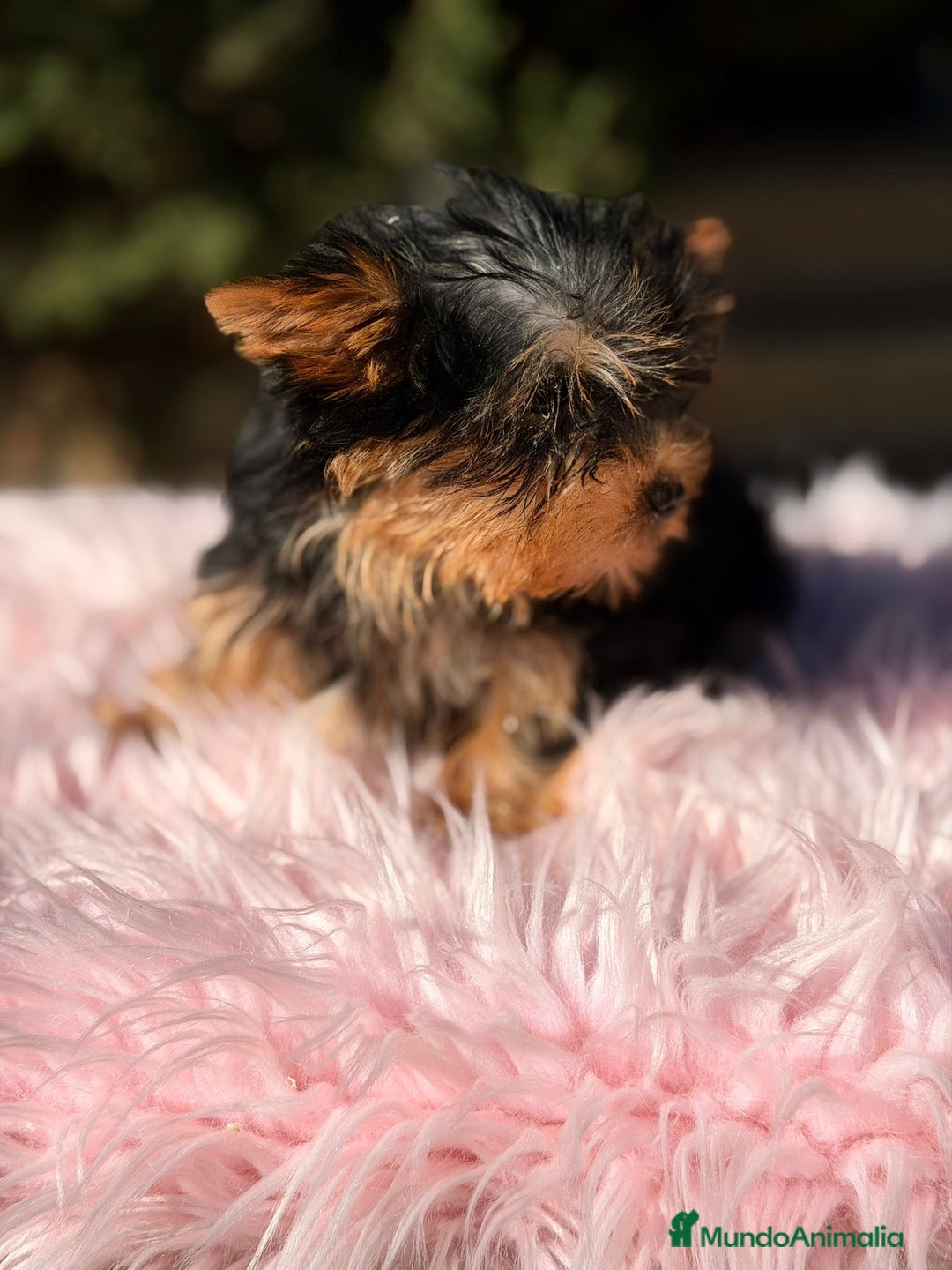 Yorkshire Terrier perros en venta: Yorkshire terrier negro fuego - Anuncio 5