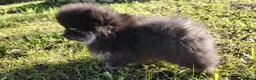 Pomerania perros en venta: ESPECTACULAR HEMBRITA DE SUPER POMY TOY - Anuncio 6