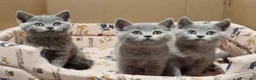 Británico de Pelo Corto gatos en venta: British Shorthair  - Anuncio 2