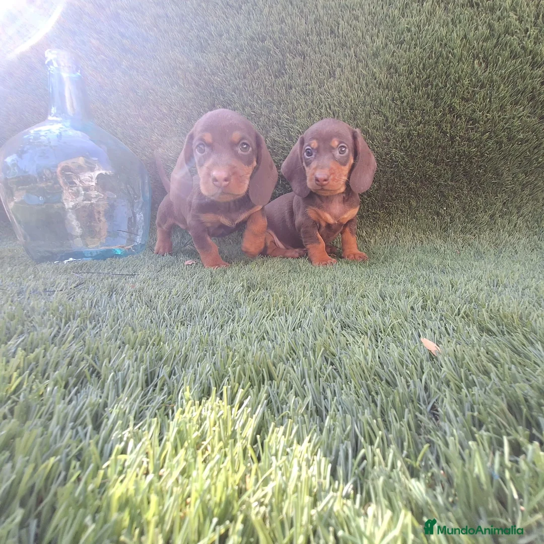 Teckel Miniatura perros en venta: TECKEL MINIATURA CHOCOLATE / ARLEQUIN - Anuncio 2