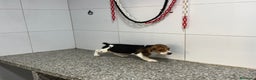 Beagle perros en venta: Cachorros Beagle 500€ PRECIO REAL  - Anuncio 3