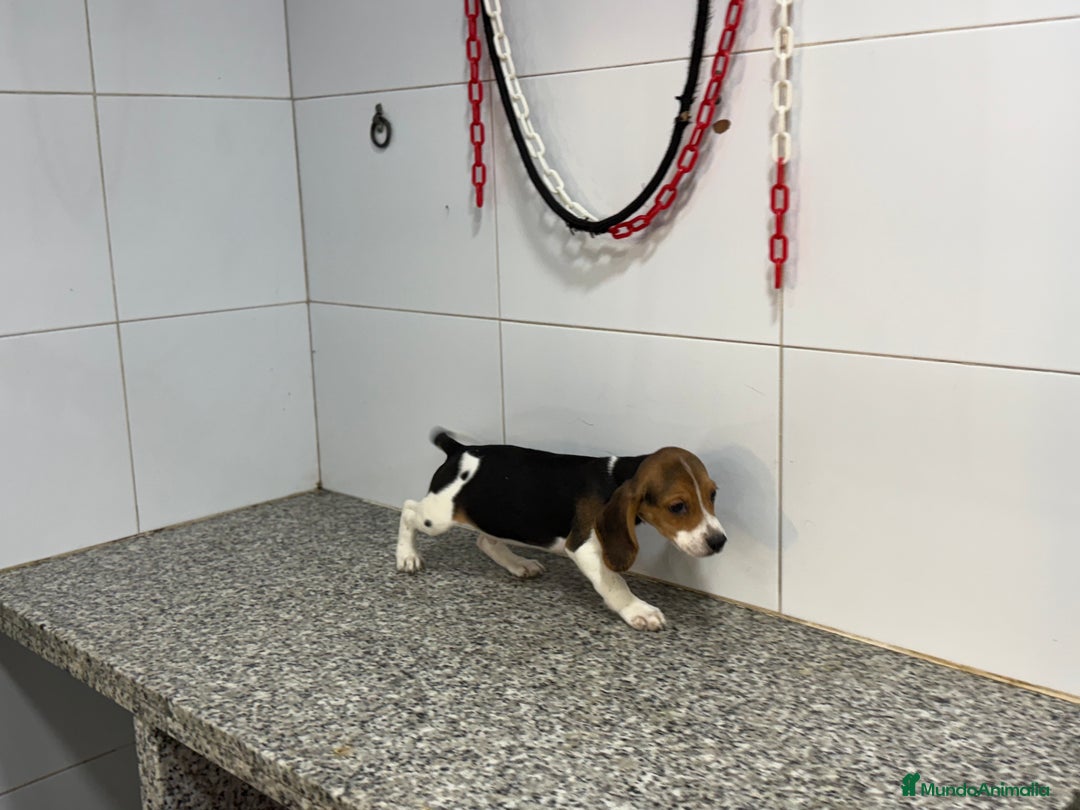 Beagle perros en venta: Cachorros Beagle 500€ PRECIO REAL  - Anuncio 3