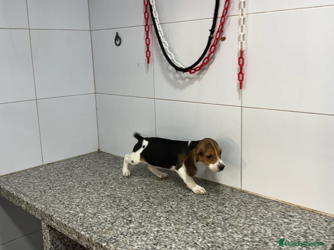 Beagle perros en venta: Cachorros Beagle 500€ PRECIO REAL  - Anuncio 3