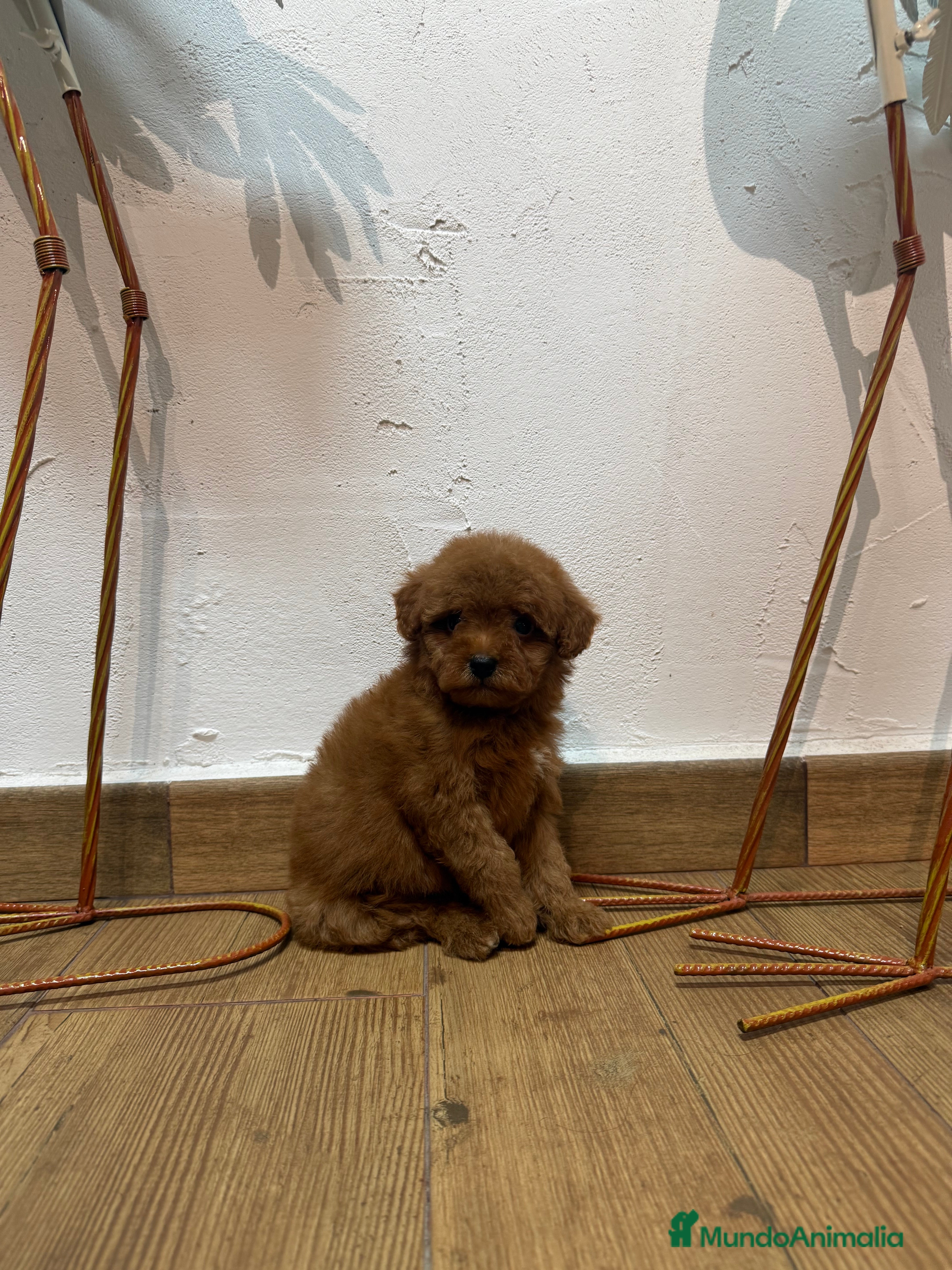 Caniche Toy perros Excelente caniche toy rojo - Anuncio 1