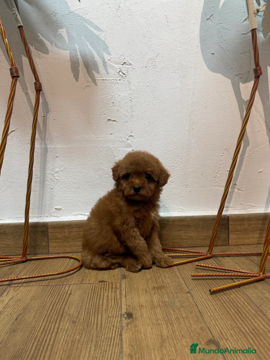 Caniche Toy perros en venta: Excelente caniche toy rojo - Anuncio 2