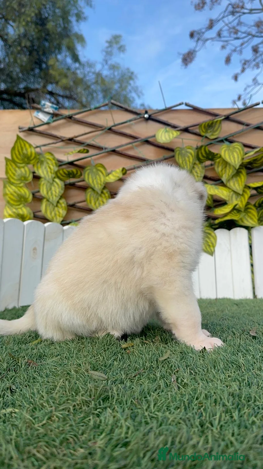 Mastín Español perros en venta: MASTIN ESPAÑOL - Anuncio 6