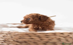 Caniche Toy perros en venta: Caniche toy hembra - Imagen 3