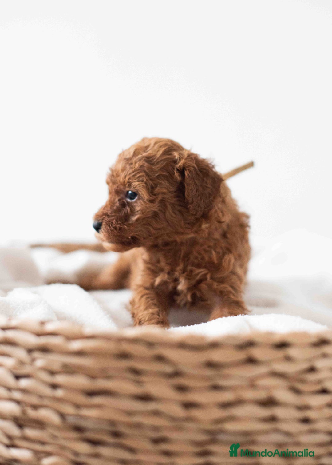 Caniche Toy perros en venta: Caniche toy hembra - Imagen 3