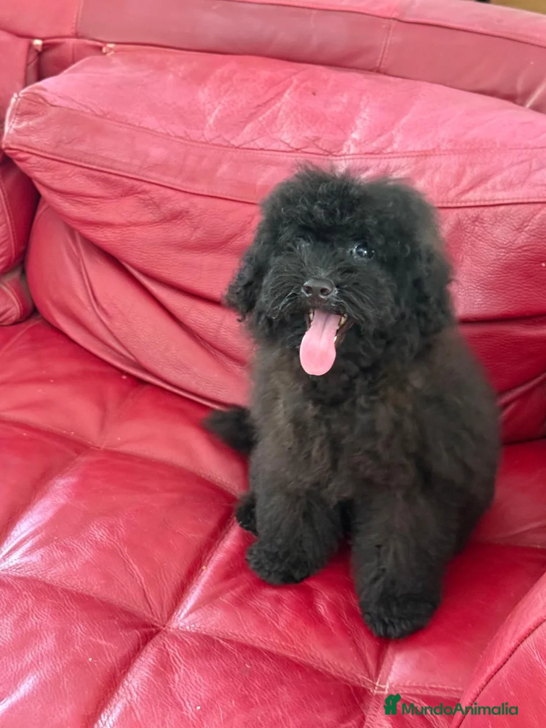 Caniche Toy perros en venta: CANICHE MACHO TOY. OPORTUNIDAD  - Anuncio 1