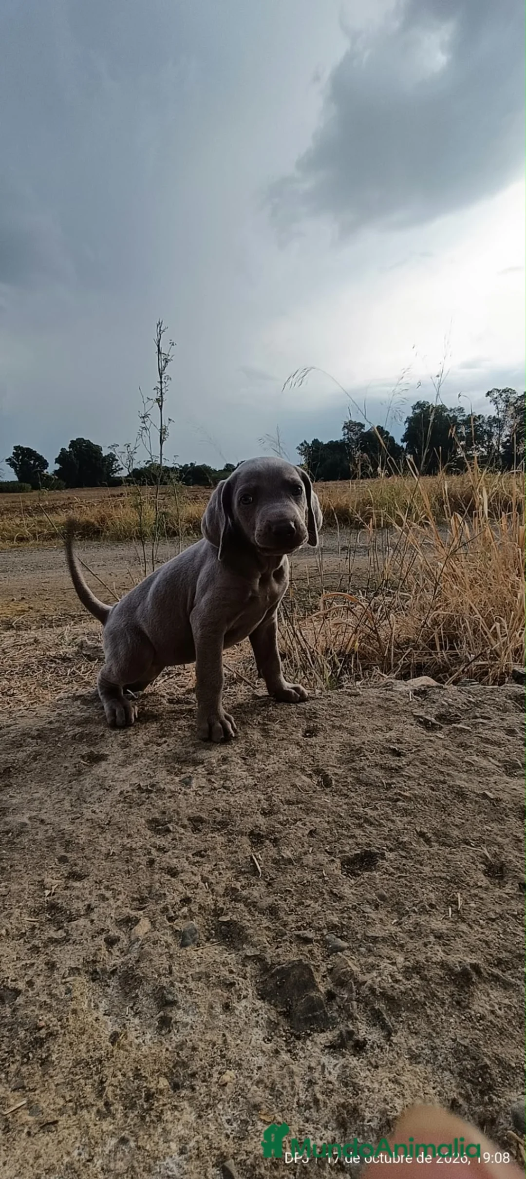 Weimaraner perros en venta: Preciosa Hembra Braco de Weimar Pura Raza - Anuncio 3