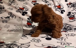 Caniche Toy perros en venta: Caniche Rojo. - Anuncio 1