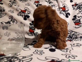 Caniche Toy perros - Anuncio 20