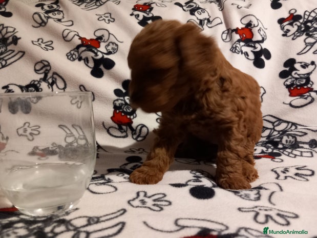 Caniche Toy perros - Anuncio 11