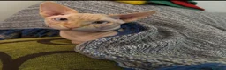 Sphynx gatos en venta: Gatos egipcio  - Anuncio 8