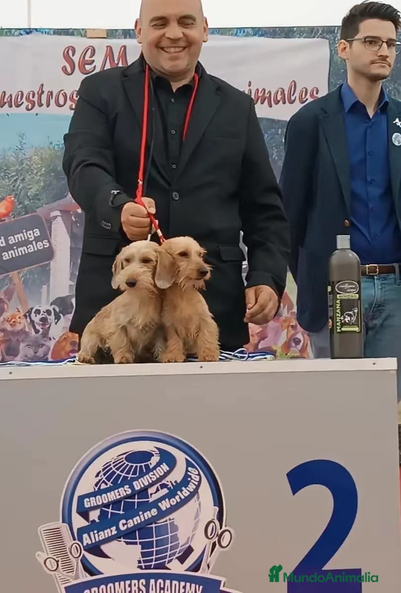 Teckel perros Teckel kaninchen hoja seca - Anuncio 1