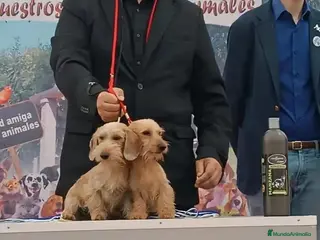 Teckel perros Teckel kaninchen hoja seca - Anuncio 1