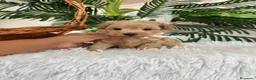 Maltipoo perros en venta: MALTIPOO MACHOS  - Anuncio 3