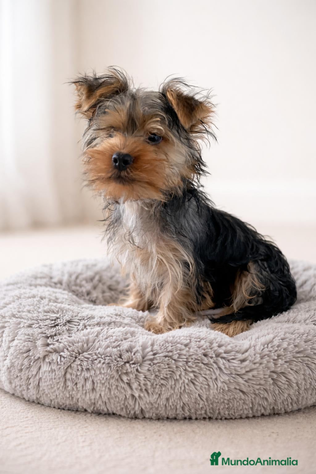 Yorkshire Terrier perros Macho Yorkshire🐾 - Anuncio 1