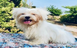 Bichón Maltés perros en venta: BICHÓN MALTES TOY MACHO - Imagen 3