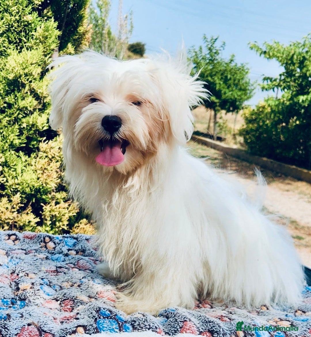 Bichón Maltés perros en venta: BICHÓN MALTES TOY MACHO - Imagen 3