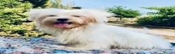 Bichón Maltés perros en venta: BICHÓN MALTES TOY MACHO - Anuncio 3