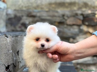 Pomerania perros Pomerania línea rusa - Anuncio 1
