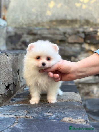 Pomerania perros Pomerania línea rusa - Anuncio 1