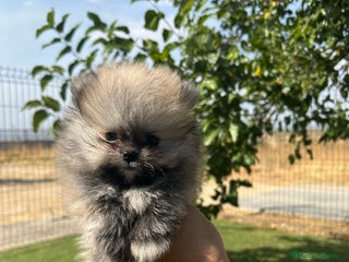 Pomerania perros - Anuncio 10