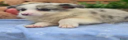Border Collie perros en venta: Border collie  - Anuncio 2